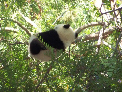 I have never seen this Panda...NOT asleep..and yes it sleeps in the trees just like that!