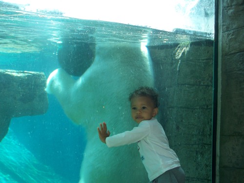 Up Close and Personal With Polar Bears!